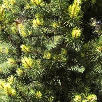 Pine - Taylor’s Sunburst