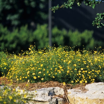Coreopsis ‘Moonbeam’ Tickseed