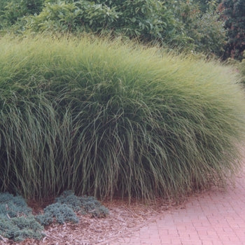 Maiden Grass - Gracillimus