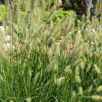 Fountain Grass - Hameln Dwarf