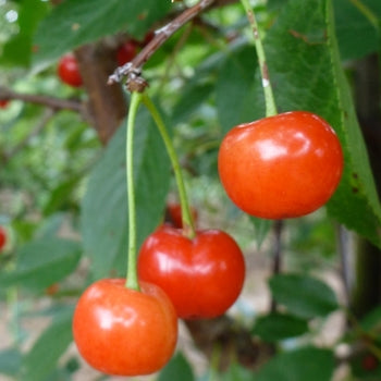 Cherry - Montmorency