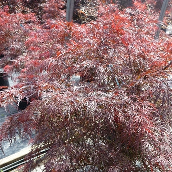 Japanese Maple - Garnet Red