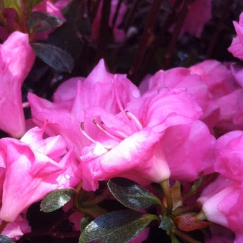 Azalea - Rosebud Pink