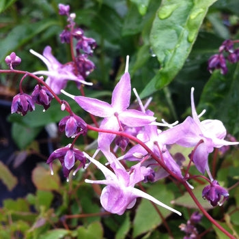 Epimedium 'Lilafee' Barrenwort