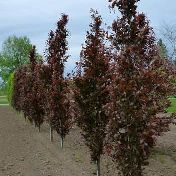 Beech - Dawyck Purple