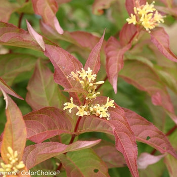 Bush Honeysuckle - Kodiak Orange