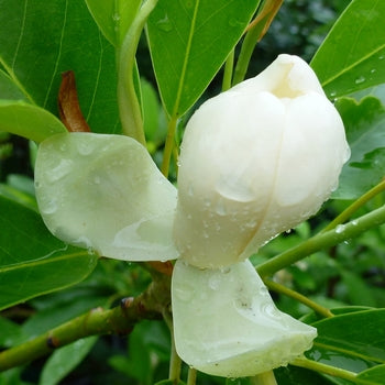 Magnolia - Moonglow Sweetbay Tree Form