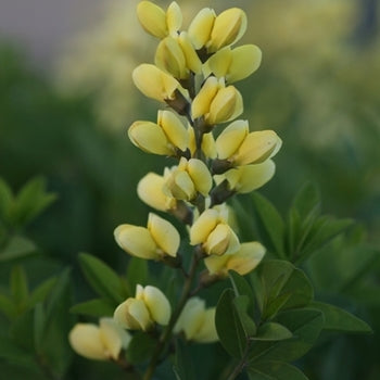 Baptisia 'Lemon Meringue' False Indigo