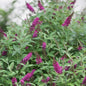 Butterfly Bush - Miss Molly