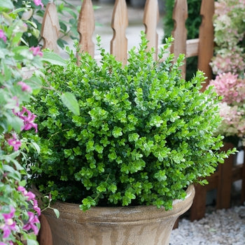 Boxwood - Sprinter