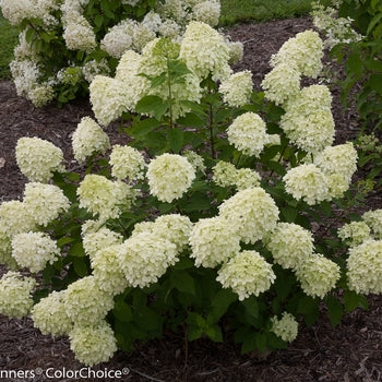 Hydrangea - Little Lime