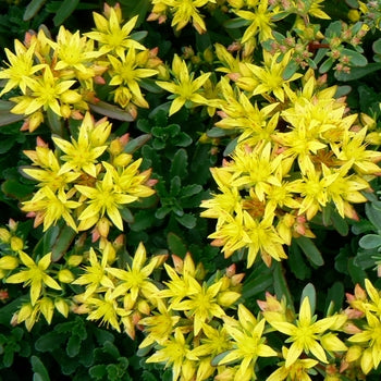 Sedum 'Weihenstephaner Gold' Stonecrop