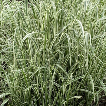 Maiden Grass - Variegated