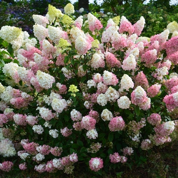 Hydrangea - Strawberry Sundae