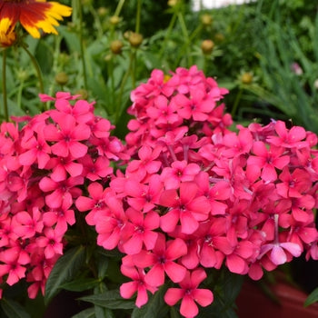 Phlox 'Flame Red' Tall Garden Phlox