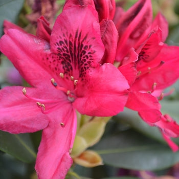 Rhododendron - Nova Zembla Red