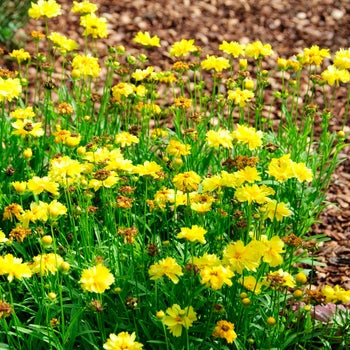 Coreopsis 'Leading Lady Charlize' Tickseed