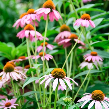 Echinacea ‘Paradiso’ Coneflower