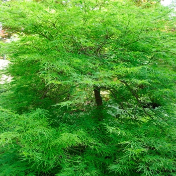 Japanese Maple - Viridus (Green Weeping)