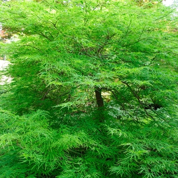 Japanese Maple - Viridis (Green Weeping)