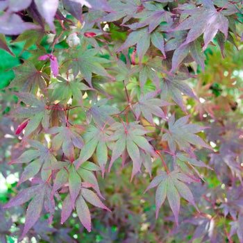 Japanese Maple - Fire Glow