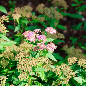 Spirea - Shirobana Multi Color