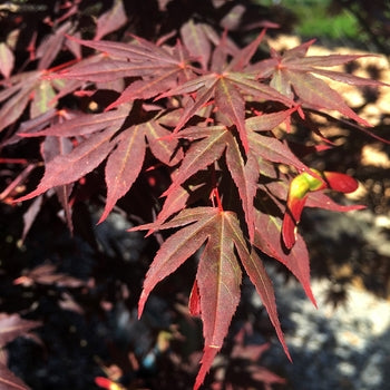 Japanese Maple - Dragon Tears