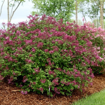 Lilac - Bloomerang Dark Purple
