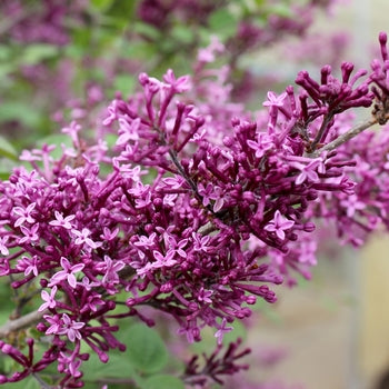 Lilac - Bloomerang Dark Purple