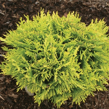 Arborvitae - Anna's Magic Ball