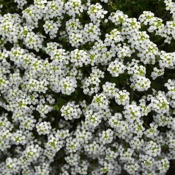Pritzelago alpina 'Icecube' Pritzelago
