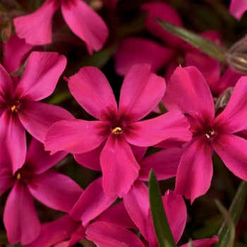 Phlox ‘Scarlet Flame’ Creeping Phlox