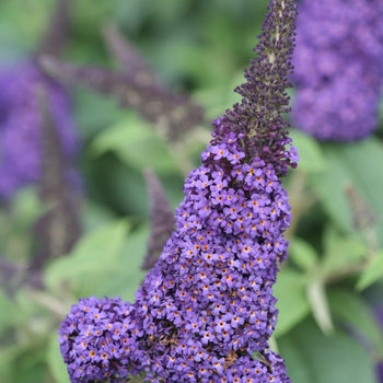 Butterfly Bush - Pugster Blue