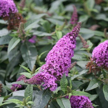 Butterfly Bush - Pugster Periwinkle