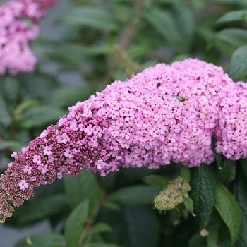 Butterfly Bush - Pugster Pinker