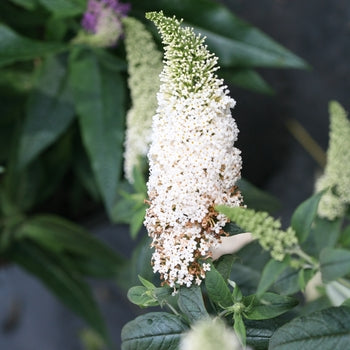 Butterfly Bush - Pugster White