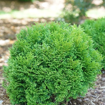 Arborvitae - Tater Tot Dwarf