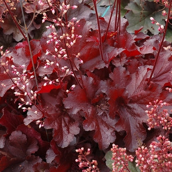 Heuchera 'Forever Red' Coralbells