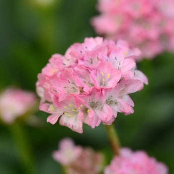 Armeria "Daydream" Sea Thrift