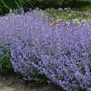 Nepeta ‘Purrsian Blue’ Catmint