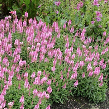 Veronica ‘Pink Aspire’ Speedwell