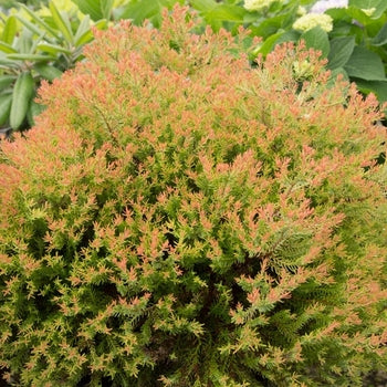 Arborvitae - Fire Chief