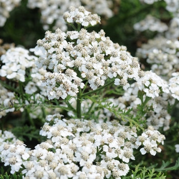 Achillea 'Vintage Rose' Yarrow