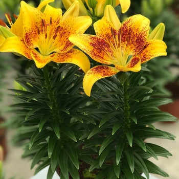 Lilium - Tiny Nugget Asiatic Lily