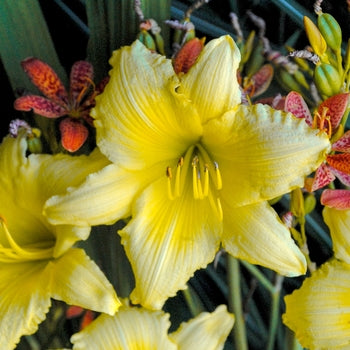 Hemerocallis "Big Time Happy" Daylily