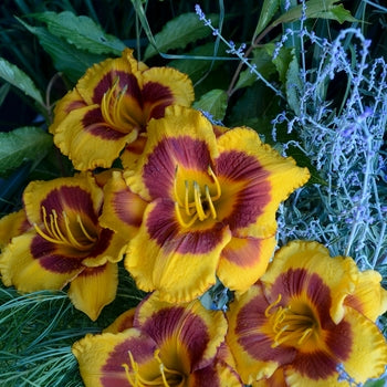 Hemerocallis "Fooled Me" Orange Daylily