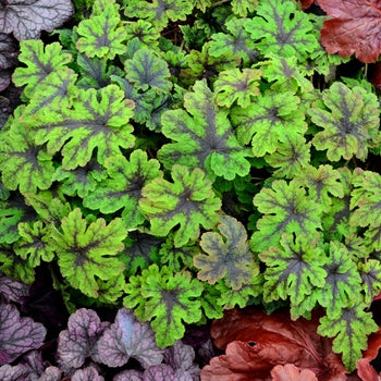 Tiarella 'Fingerpaint' Foam Flower