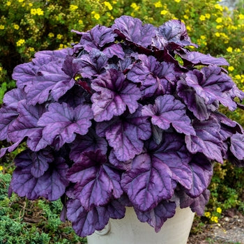 Heuchera 'Wildberry' Coral Bells