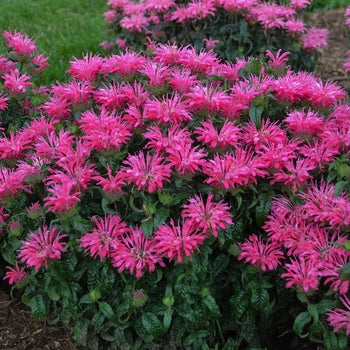 Monarda 'Electric Neon Pink' Balmy