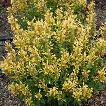 Anise Hyssop "Poquito Butter Yellow" Agastache